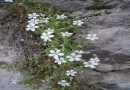 Arenaria rhodopaea ©  Pandion Wild Tours